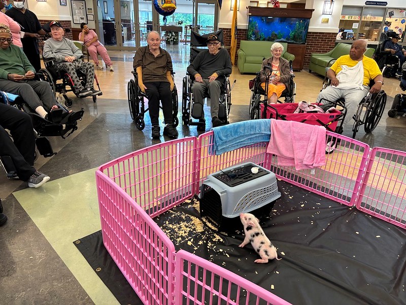 Residents at the Veterans Memorial Home at Menlo Park gather to watch teacup pigs play in their pen. 